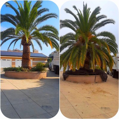 Before & After Tree Trimming - Artistic Arbor Gardens takes great pride in our exceptional tree trimming, shaping and pruning skills. Rest assured you will be more than satisfied at the full experience of working with our crew. We trim all kinds of trees including palm and fruit trees! Once your tree is trimmed to perfection, our team will clean up and make it as though we were never even there. Give us a call today for more information or schedule for a free estimate! (619) 440-8911 Before & After Tree Trimming - Artistic Arbor Gardens takes great pride in our exceptional tree trimming, shaping and pruning skills. Rest assured you will be more than satisfied at the full experience of working with our crew. We trim all kinds of trees including palm and fruit trees! Once your tree is trimmed to perfection, our team will clean up and make it as though we were never even there. Give us a call today for more information or schedule for a free estimate! (619) 440-8911