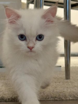 Available Kittens - These are the kittens we have available for purchase today, please call to arrange a meeting Available Kittens - These are the kittens we have available for purchase today, please call to arrange a meeting