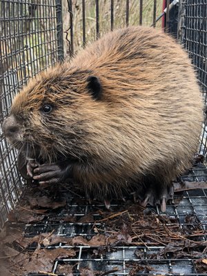 Beaver Trapping - Beaver Control - We charge a flat rate trapping fee for all animals including Beaver. Our beaver trapping jobs are always quoted in two-week time-frames! There is NO setup fee, NO per animal fee – simply call us. The trapping fee is all inclusive: Up to ten (10) visits to set the traps, check the traps and to remove the Beavers trapped. Forewarning, it is the law in the State of Georgia that the traps are checked every single day. No exceptions. We have 100% success rate of having the beaver problem resolved & completed within the estimated time of trapping. Beaver Trapping - Beaver Control - We charge a flat rate trapping fee for all animals including Beaver. Our beaver trapping jobs are always quoted in two-week time-frames! There is NO setup fee, NO per animal fee – simply call us. The trapping fee is all inclusive: Up to ten (10) visits to set the traps, check the traps and to remove the Beavers trapped. Forewarning, it is the law in the State of Georgia that the traps are checked every single day. No exceptions. We have 100% success rate of having the beaver problem resolved & completed within the estimated time of trapping.