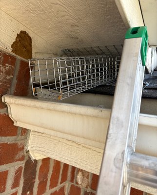 Squirrel removal and exclusion work - Skedaddle is a truly humane wildlife control company, fully committed to the wellbeing of both humans and critters. During this squirrel project, the evidence pointed us to the primary entry point being the roof/soffit intersection. Our Wildlife Technicians installed a one-way door at the entry point so that mama squirrel could safely exit but not return. We collected her babies by hand, and set them near the entry point on the outside of the home in one of our heated baby-reunion boxes. We then sealed up the home with our Skedaddle-branded wildlife exclusion caulk and galvanized steel screen, while mama collected her babies and moved them to another den site nearby. Happy squirrel family AND happy homeowners...that's the Skedaddle way!