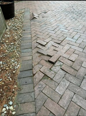 Boston Paver Bricks Leveled - The Boston Paver Bricks Was Removed And Tree Root Removed. Ground Was Levled Compacted And Paver Bricks Relayed. Boston Paver Bricks Leveled - The Boston Paver Bricks Was Removed And Tree Root Removed. Ground Was Levled Compacted And Paver Bricks Relayed.