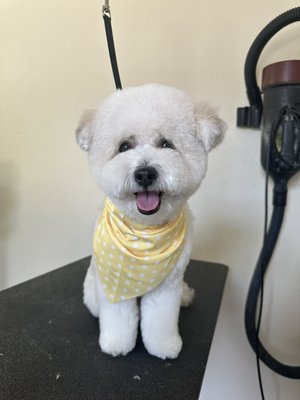 Bath & full haircut - All customers are recommended to leave with a standing appointment for 4-8 weeks. In order to maintain a healthy coat. Bath & full haircut - All customers are recommended to leave with a standing appointment for 4-8 weeks. In order to maintain a healthy coat.