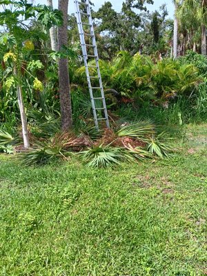 Tree Cutting Services - These are images of tree cutting services we have provided Tree Cutting Services - These are images of tree cutting services we have provided