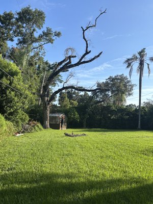 Crispy dead tree removed - Customer called and had a dead tree in the backyard wanted it removed and hauled away we showed up got the job done and cleaned up like it was never there