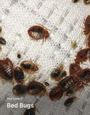 Bed Bugs and Spiders - Bugz that bug you are our specialty! Bed Bugs and Spiders - Bugz that bug you are our specialty!