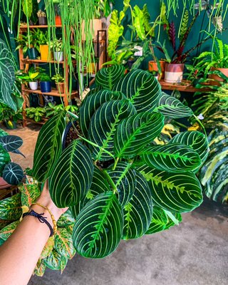 Pet Friendly Plants - These are plants completely save for pets even with ingestion. Although most plants are save from touching and being around, if your pets tend to chew and swallow plants, it’s better to get pet friendly plants. Pet Friendly Plants - These are plants completely save for pets even with ingestion. Although most plants are save from touching and being around, if your pets tend to chew and swallow plants, it’s better to get pet friendly plants.