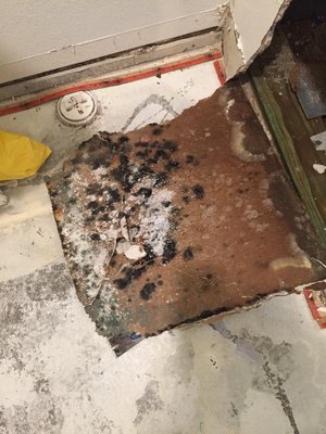 Mold Remediation - Due to the possible toxicity of the mold in your home or business, it’s important to have mold removal handled by professionals. 

At HRS, our mission is to be there for you when mold is found on your property. Your safety is our first priority, which is why we partner with you and your insurance company to ensure that mold is removed and your home is restored to its pre-mold condition.

Our Phoenix residential mold restoration specialists have a combined two decades of experience, and are IICRC certified in Applied Microbial Remediation, ensuring all aspects of the mold abatement are handled safely.