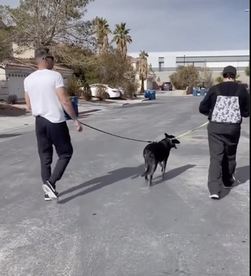 Regular Training w/ Regular Folks - Whether it's obedience training advanced or basic, fixing anxiety issues or potty training we are adept in finding timely solutions for your pup. Check out our instagram for more content & videos of the work we've done with some of our past clients. @vegasvalleyk9 Regular Training w/ Regular Folks - Whether it's obedience training advanced or basic, fixing anxiety issues or potty training we are adept in finding timely solutions for your pup. Check out our instagram for more content & videos of the work we've done with some of our past clients. @vegasvalleyk9