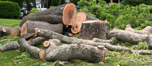 Safe, Efficient Tree Removal Services - Protect your property with professional tree removal services. Whether it's a hazardous, damaged, or overgrown tree, our experienced crew safely removes it while minimizing disruption to your yard. Trust us for clean, efficient work every time. Contact 206-823-8920 for a tree removal estimate.