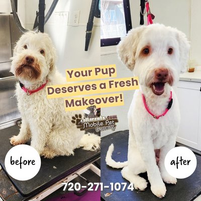 Mobile Dog Grooming - We are 100% mobile and offer both Brush/ baths and full service grooming for cats and dogs. Openings within the next two weeks just give us a call or text us at (720)271-1074!