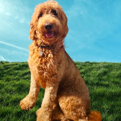 Goldendoodles - We have dedicated more than two decades of our lives to learning as much as possible about the Goldendoodle breed doing research and hands on experience. We can share years of stories from families from all walks of life, telling their experiences in how their service or therapy companion has impacted their worlds! Goldendoodles - We have dedicated more than two decades of our lives to learning as much as possible about the Goldendoodle breed doing research and hands on experience. We can share years of stories from families from all walks of life, telling their experiences in how their service or therapy companion has impacted their worlds!