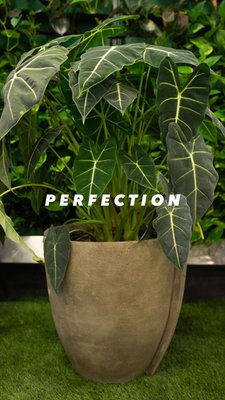 Planters - We specialize in installing vertical green wall gardens. Our retail front includes a variety of exotic houseplants, orchids, succulents, cacti, and planters.
