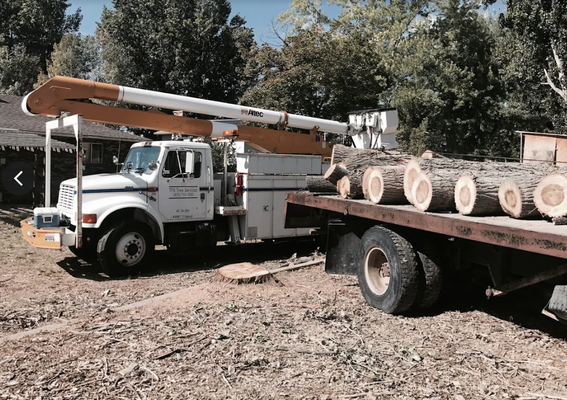 Tree Services - Schedule today! Tree Services - Schedule today!
