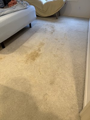 Heavily pet damaged white carpet cleaning - Here are some before and after's of a heavily pet damaged carpet cleaning. Results were great, odor eliminated, and carpet looking as good as it can possibly get! Heavily pet damaged white carpet cleaning - Here are some before and after's of a heavily pet damaged carpet cleaning. Results were great, odor eliminated, and carpet looking as good as it can possibly get!