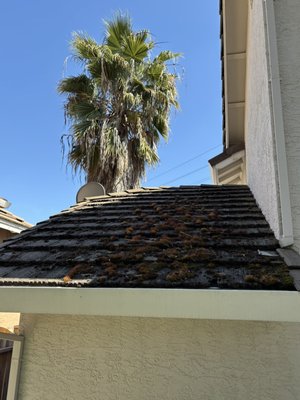 Roof cleaning and Moss removal - Professional roof cleaning and moss removal completed for a local homeowner. We carefully removed built-up moss, algae, leaves, and organic debris to improve the appearance of the roof and help protect it from premature wear. After the roof was cleaned, we applied a moss treatment to help kill remaining growth and slow future regrowth.

Primetime Cleaning Services provides roof cleaning and moss removal throughout Roseville, Rocklin, Granite Bay, Lincoln, and the greater Sacramento area. We use roof-safe cleaning methods and focus on protecting your shingles, landscaping, gutters, and surrounding property. Contact us for a free roof cleaning or moss removal estimate.