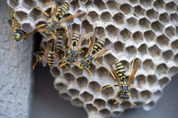 Wasp and Hornet Extermination - Hornet and wasp extermination involves locating and removing nests to eliminate these stinging insects, which can be aggressive. The process typically begins with identifying the species and nest location, followed by the safe application of insecticides, often during evening hours when the insects are less active. Professionals wear protective gear to ensure safety. After extermination, it's crucial to remove the nest to prevent re-establishment and to implement preventative measures, such as sealing entry points and reducing food sources, to avoid future infestations. Wasp and Hornet Extermination - Hornet and wasp extermination involves locating and removing nests to eliminate these stinging insects, which can be aggressive. The process typically begins with identifying the species and nest location, followed by the safe application of insecticides, often during evening hours when the insects are less active. Professionals wear protective gear to ensure safety. After extermination, it's crucial to remove the nest to prevent re-establishment and to implement preventative measures, such as sealing entry points and reducing food sources, to avoid future infestations.
