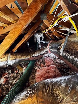 Full Treatment Exclusive Service - Our Full Treatment service is a comprehensive solution designed to restore and protect your attic. The process begins with the safe removal of old, contaminated insulation, followed by a detailed deep cleaning and sanitation of the entire area. We then install advanced electric traps to eliminate rodent activity and apply bat exclusion tape while sealing entry points to keep wildlife from re-entering. Once the space is fully clean and secure, we complete the service with brand, new, high-efficiency insulation that enhances comfort, im. Full Treatment Exclusive Service - Our Full Treatment service is a comprehensive solution designed to restore and protect your attic. The process begins with the safe removal of old, contaminated insulation, followed by a detailed deep cleaning and sanitation of the entire area. We then install advanced electric traps to eliminate rodent activity and apply bat exclusion tape while sealing entry points to keep wildlife from re-entering. Once the space is fully clean and secure, we complete the service with brand, new, high-efficiency insulation that enhances comfort, im.