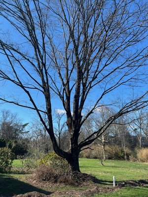 Dead tree - Cut this 60 footer down to the stump dead branches were hanging over customers house and could have caused issues in the future