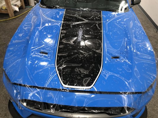 Mustang Mach1 fully protected - This beautiful Mustang Mach 1 is fully protected with Xpel Ultimate Plus self healing paint protection film Mustang Mach1 fully protected - This beautiful Mustang Mach 1 is fully protected with Xpel Ultimate Plus self healing paint protection film