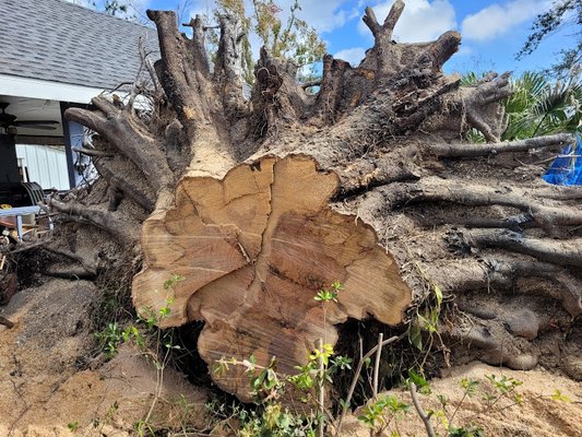 Stump Removal - Stump Removal