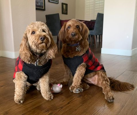 Live in Care - Live in Care with my two favorite girls, my regulars Tilly + Chula. Live in Care - Live in Care with my two favorite girls, my regulars Tilly + Chula.