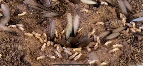 Subterranean Termites with Termidor SC - Subterranean termites can be difficult to detect but with BugPro Termite and Pest Control Inc trained inspector we will get the job done right! Bugproinc.com call us now for a free estimate 714-844-2833 Subterranean Termites with Termidor SC - Subterranean termites can be difficult to detect but with BugPro Termite and Pest Control Inc trained inspector we will get the job done right! Bugproinc.com call us now for a free estimate 714-844-2833