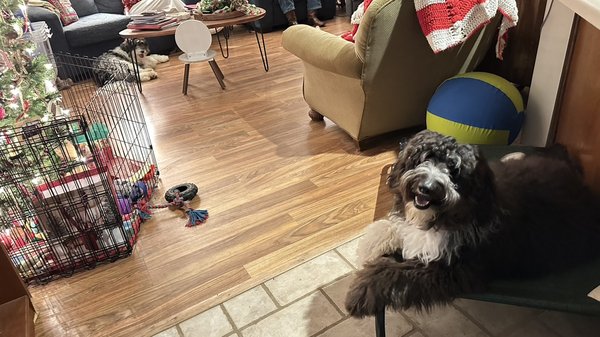 Calypso & Mosley | Confidence & Puppy Training | Communicate With Me Program - Mosley & Calypso