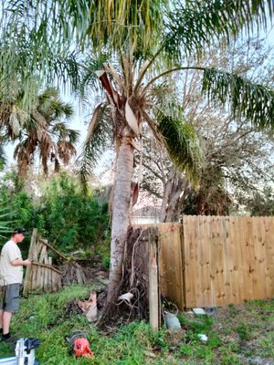 tree removal/trimming/garden cleaning - palm tree leaning over the fence, owner needed the tree gone so he can put a new privacy fence around his yard, he did not want the stump to be taken out he just wanted it cut ground level it took me and one other guy about an hour to dice it up and haul it away tree removal/trimming/garden cleaning - palm tree leaning over the fence, owner needed the tree gone so he can put a new privacy fence around his yard, he did not want the stump to be taken out he just wanted it cut ground level it took me and one other guy about an hour to dice it up and haul it away