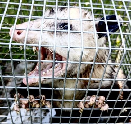 R.O.U.S. For Real! - This R.O.U.S. was stealing dogfood and cat food from the resident! She was scared to let her animals outside, but fortunately, this possum was removed in one night! He was huge, a bit bigger than even a cat! R.O.U.S. For Real! - This R.O.U.S. was stealing dogfood and cat food from the resident! She was scared to let her animals outside, but fortunately, this possum was removed in one night! He was huge, a bit bigger than even a cat!