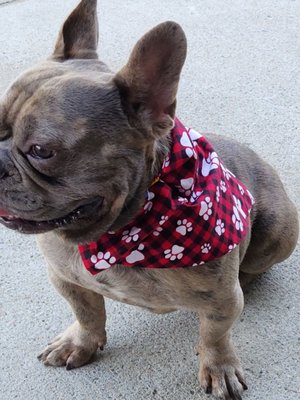 Pet Accessories - Collars and over-the collar bandanas Pet Accessories - Collars and over-the collar bandanas