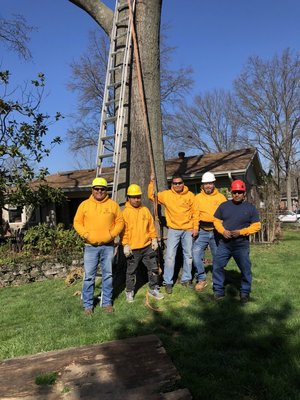 Tree Removal - Sometimes, even the most beloved trees must come down. Whether due to disease, storm damage, or posing a safety hazard, Maxima's Tree Service LLC in St. Louis, MO, is here to handle your tree removal needs with expertise and care. Our experienced crew utilizes advanced techniques and equipment to safely and efficiently remove your tree, minimizing impact on your property and ensuring the safety of your home and loved ones. Call us at (314) 609-2590 to schedule a free consultation. Tree Removal - Sometimes, even the most beloved trees must come down. Whether due to disease, storm damage, or posing a safety hazard, Maxima's Tree Service LLC in St. Louis, MO, is here to handle your tree removal needs with expertise and care. Our experienced crew utilizes advanced techniques and equipment to safely and efficiently remove your tree, minimizing impact on your property and ensuring the safety of your home and loved ones. Call us at (314) 609-2590 to schedule a free consultation.