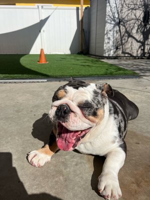 Happy dogs in Doggy Day Care - Call today to Schedule a Free 30 Min Meet and Greet! Happy dogs in Doggy Day Care - Call today to Schedule a Free 30 Min Meet and Greet!