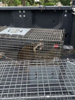 Raccoon removal and seal up. - This little guy found a hole on the side of a house of a brick house.