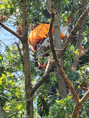 Tree job - Tree removal & stump grinding