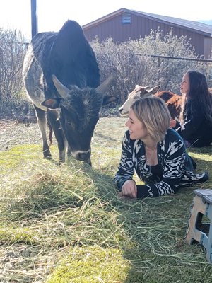 Cow Cuddling - Our goal is to provide you with a unique cow cuddling experience to bring comfort into your life or even just a smile. If you are just wanting to take photos or snuggle up we will make sure you leave talking about the experience. Cow Cuddling - Our goal is to provide you with a unique cow cuddling experience to bring comfort into your life or even just a smile. If you are just wanting to take photos or snuggle up we will make sure you leave talking about the experience.