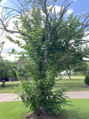 Tree Trimming #1 - One of customers had this large tree that was getting overgrown. We trimmed all the sprout and new branches so that the tree can have a more uniform shape and focus on growing upward. Contact us today if you need any tree trimming services. Tree Trimming #1 - One of customers had this large tree that was getting overgrown. We trimmed all the sprout and new branches so that the tree can have a more uniform shape and focus on growing upward. Contact us today if you need any tree trimming services.