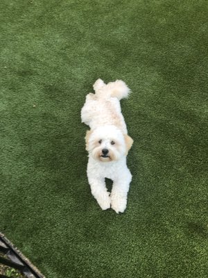 Pets & Artificial Turf - We install artificial turf for the WHOLE family to enjoy, even the fluffy ones! Artificial turf is safe for your pets and makes clean-up a breeze! No more muddy paws, no more of your pets having to potty on dry, rough grass, and your pets can't stain or dig your lawn!
Contact us today for a FREE estimate! Pets & Artificial Turf - We install artificial turf for the WHOLE family to enjoy, even the fluffy ones! Artificial turf is safe for your pets and makes clean-up a breeze! No more muddy paws, no more of your pets having to potty on dry, rough grass, and your pets can't stain or dig your lawn!
Contact us today for a FREE estimate!
