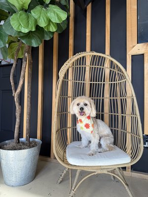 Compassionate Care for Your Furbabies 🐶🛁 - At our salon, we believe regular dog grooming is essential—not just for a polished look, but for your pup’s health and happiness. Clean coats mean fewer mats, less shedding, and early detection of skin or health concerns. Grooming also keeps your furry friend comfortable, fresh, and feeling their very best.

How We Care:
We know every dog is unique, which is why we use gentle, positive handling techniques tailored to each pup’s personality and needs. Whether it’s a first puppy cut or a routine maintenance trim, our team ensures every tail wags throughout the process.

We’re committed to offering the best services and prices for your beloved furbabies. From baths and nail trims to stylish haircuts, your pet’s comfort—and your satisfaction—are always our top priorities.

Treat your pup to a spa day with us. Because happy dogs are our business!