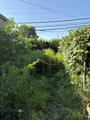 clearing overgrown grass and hedges - Sometimes your yard or hedge can get so overgrown you can’t even see the sidewalk…
But if for any reason you can’t take care of your yard, don’t worry — we’ll handle it for you! 💪
✅ We cut overgrown grass
✅ Trim hedges and bushes
✅ Clear out thick vegetation
✅ And most importantly — we haul away all the debris!
📸 Just look at the before & after photos — the difference speaks for itself. clearing overgrown grass and hedges - Sometimes your yard or hedge can get so overgrown you can’t even see the sidewalk…
But if for any reason you can’t take care of your yard, don’t worry — we’ll handle it for you! 💪
✅ We cut overgrown grass
✅ Trim hedges and bushes
✅ Clear out thick vegetation
✅ And most importantly — we haul away all the debris!
📸 Just look at the before & after photos — the difference speaks for itself.