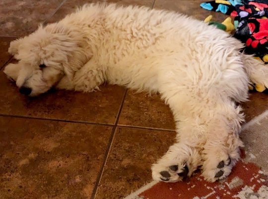 Previous Puppies - Happy families have sent us photos of our puppies after they are all grown up. They are not only beautiful, but have highly intelligent, funny, and forever loving temperaments. Previous Puppies - Happy families have sent us photos of our puppies after they are all grown up. They are not only beautiful, but have highly intelligent, funny, and forever loving temperaments.