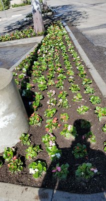 Planting! 🌺 - Gave it a new look!! Cleaned up and removed some weeds to plant out new plants. Added new fresh dirt for new plants! Planting! 🌺 - Gave it a new look!! Cleaned up and removed some weeds to plant out new plants. Added new fresh dirt for new plants!