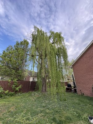 Trimming and pruning a willow tree in the back yard - This was a willow tree that 2 other companies wanted to remove. We wanted to give it a chance and so did the home owner. We removed all of the dead limbs and trimmed the cascading branches that were touching the ground. Trimming and pruning a willow tree in the back yard - This was a willow tree that 2 other companies wanted to remove. We wanted to give it a chance and so did the home owner. We removed all of the dead limbs and trimmed the cascading branches that were touching the ground.