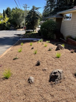 Lawn Removal/Water Efficient Planting - The client wanted to replace their lawn to cut water use and convert to a water efficient landscape Lawn Removal/Water Efficient Planting - The client wanted to replace their lawn to cut water use and convert to a water efficient landscape