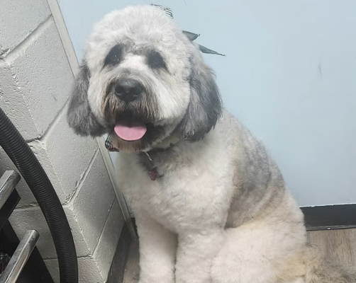 Jazmins Grooming - Full service grooming salon. Give your dog the gift of a one on one grooming experience. No two pets are the same, we work with each pet for their individual needs, in order to maximize their comfort during the grooming process. We would be considered an "express" salon as we work by appointment only. This way you can be sure your pet is getting the most personalized care possible while keeping their stress level at a minimum. Jazmins Grooming - Full service grooming salon. Give your dog the gift of a one on one grooming experience. No two pets are the same, we work with each pet for their individual needs, in order to maximize their comfort during the grooming process. We would be considered an "express" salon as we work by appointment only. This way you can be sure your pet is getting the most personalized care possible while keeping their stress level at a minimum.