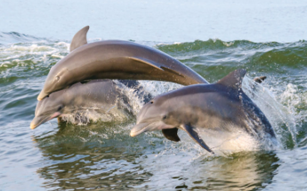 Reserve your Dolphin Tour Today! - Call or visit our website to book today!
We look forward to seeing you soon!
At Just Add Water and Sun you don’t have to share your time on the water with 30 or 40 other passengers. We offer private charters aboard “Jaybird II”, a vessel custom designed to get you up close and personal with dolphin and manatees as well as all of our seasonal and resident wildlife.
Jaybird II is very passenger friendly and wheel chair accessible. Feel free to bring your own cooler and any gear to make your outing more enjoyable.
Please check out our selection of great excursions or call Captain Joe (239) 246-7992 to customize a trip for you and your family. Reserve your Dolphin Tour Today! - Call or visit our website to book today!
We look forward to seeing you soon!
At Just Add Water and Sun you don’t have to share your time on the water with 30 or 40 other passengers. We offer private charters aboard “Jaybird II”, a vessel custom designed to get you up close and personal with dolphin and manatees as well as all of our seasonal and resident wildlife.
Jaybird II is very passenger friendly and wheel chair accessible. Feel free to bring your own cooler and any gear to make your outing more enjoyable.
Please check out our selection of great excursions or call Captain Joe (239) 246-7992 to customize a trip for you and your family.