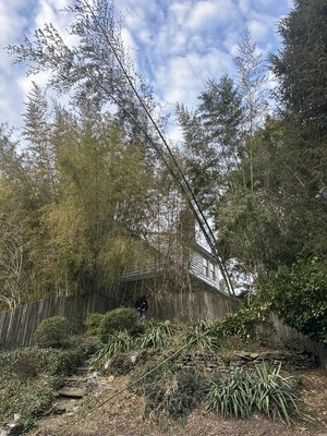 Bamboo Removal 🎋 - This client called us with a emergency of clearing her backyard of bamboos. In the image you can see that she had a couple bamboos hanging onto her property. The results speak for themselves. Bamboo Removal 🎋 - This client called us with a emergency of clearing her backyard of bamboos. In the image you can see that she had a couple bamboos hanging onto her property. The results speak for themselves.
