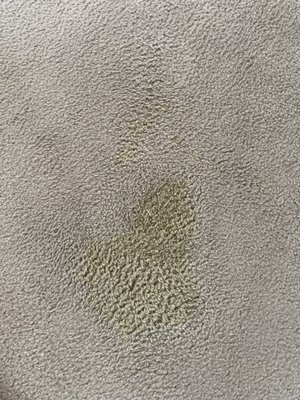 Dog Vomit - Stains can be nasty, especially vomit/urine stains left from our furry friends, however, with the right process you can get a great result.
