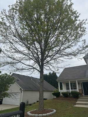 Tree Services - (678) 663-4160 Tree Services - (678) 663-4160