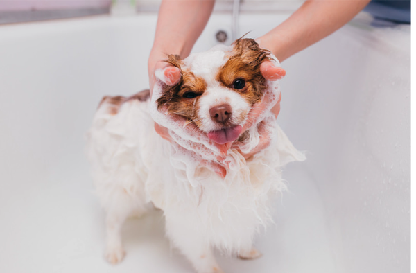 Ultimate Spa Experience for Your Dog or Cat! - Ultimate Spa Experience for Your Dog: From baths to nail trims, your pup will leave looking and feeling amazing!
Feel free to book online through our website or give us a call today at (651) 462-0050. Located at 5675 Stacy Trail, Stacy, MN, we’re excited to welcome you and your furry family into our Northern Pawz community! Don’t forget to ask about our specials and packages. Ultimate Spa Experience for Your Dog or Cat! - Ultimate Spa Experience for Your Dog: From baths to nail trims, your pup will leave looking and feeling amazing!
Feel free to book online through our website or give us a call today at (651) 462-0050. Located at 5675 Stacy Trail, Stacy, MN, we’re excited to welcome you and your furry family into our Northern Pawz community! Don’t forget to ask about our specials and packages.