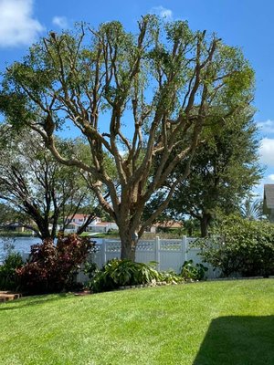 Tree trimming - Tree trimming we did for one of our customers Tree trimming - Tree trimming we did for one of our customers
